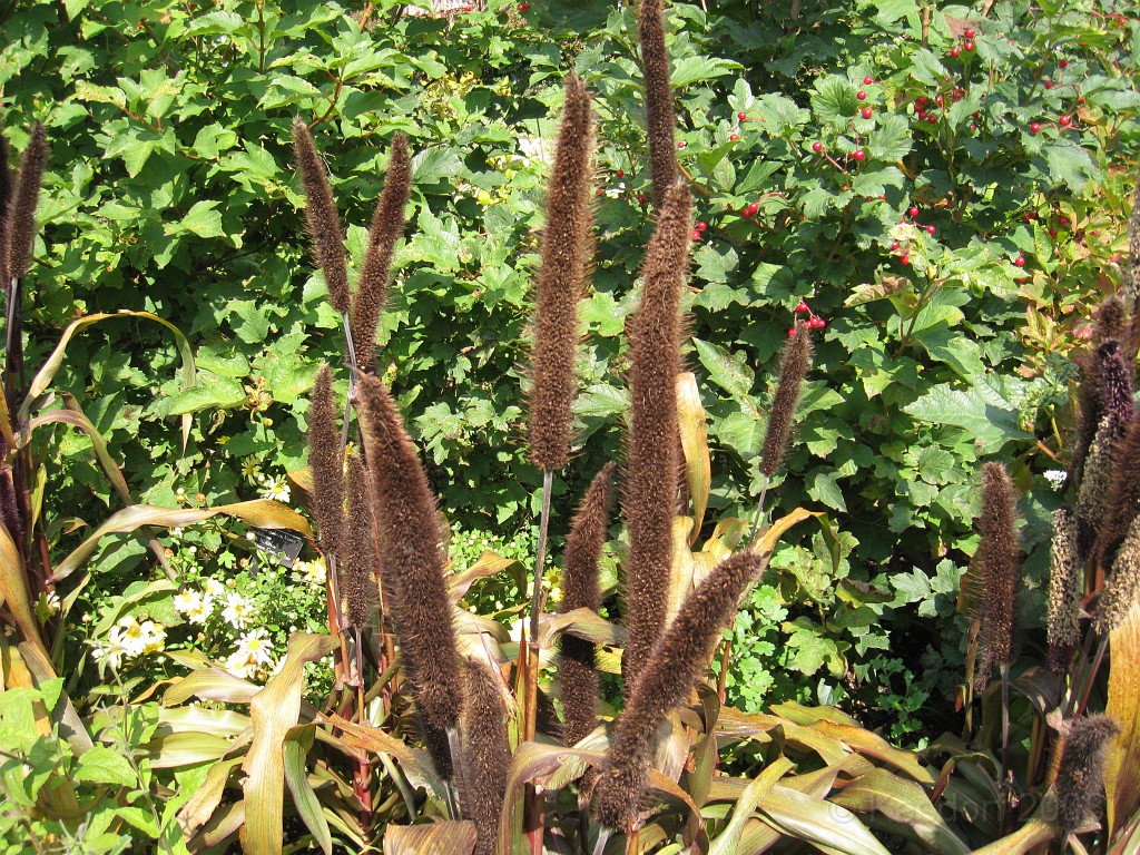 Michigans West Coast 2009 1660.jpg - Labor Day 2009. A trip along Michigans west coast to see beachs, art and buffets.